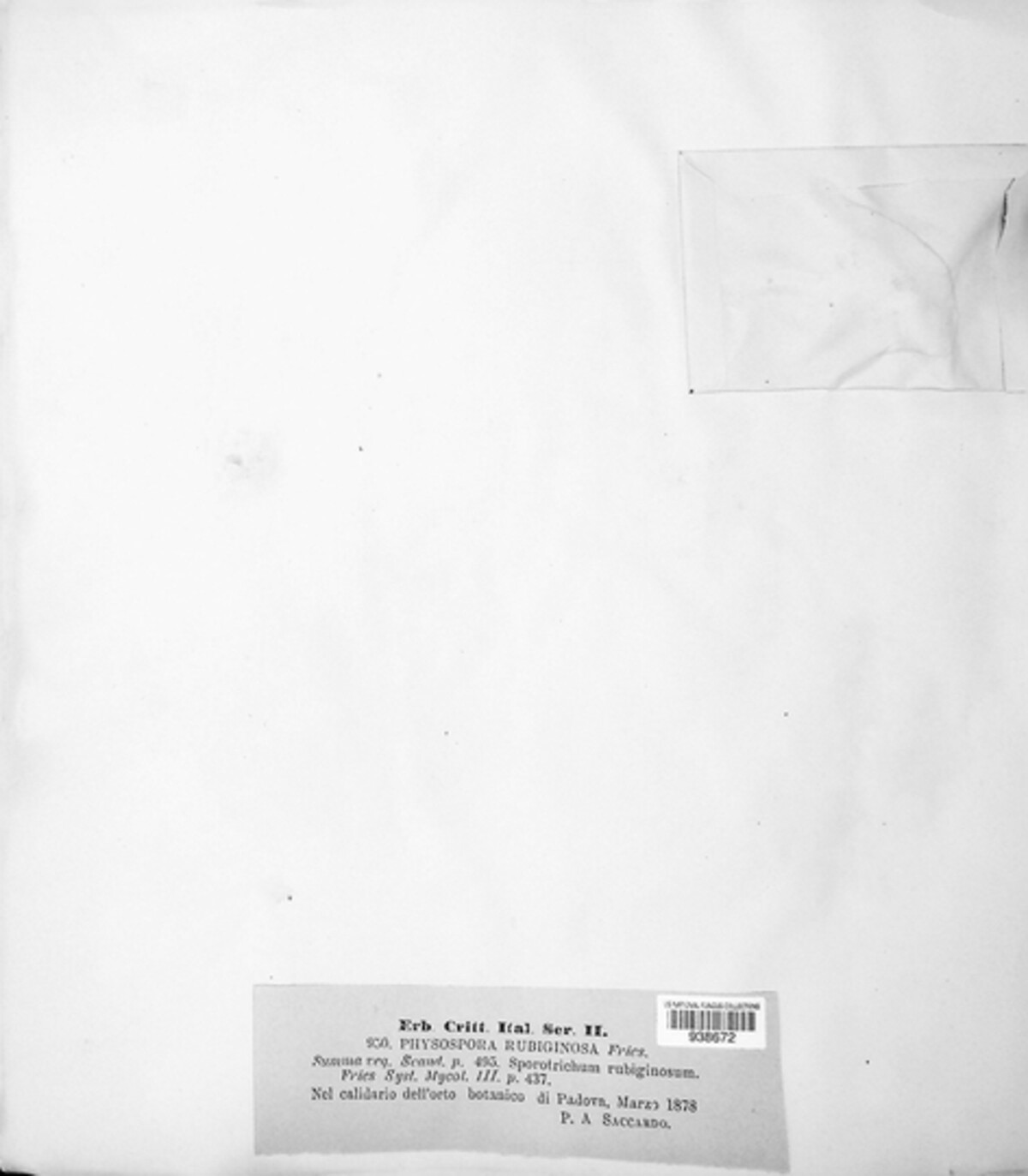 Haplotrichum rubiginosum image